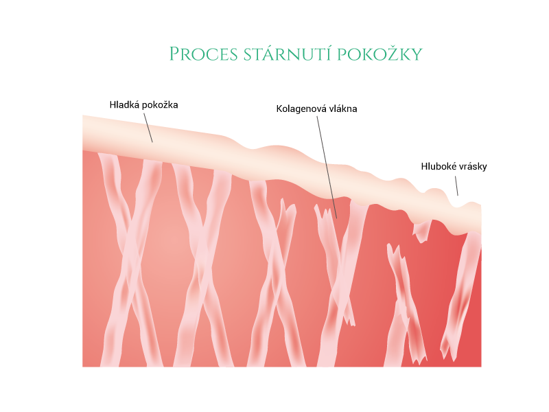 Proces stárnutí pokožky